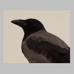 Corvus corone cornix - Nebelkraehe wien-a 02.jpg